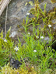 Moehringia pendula https://www.jungledragon.com/image/149330/moehringia_pendula.html<br />
https://www.jungledragon.com/image/149331/moehringia_pendula.html Bulgaria,Caryophyllaceae,Caryophyllales,Eudicot,Europe,Flowering Plant,Geotagged,Magnoliophyta,Moehringia pendula,Plantae,South-eastern Bulgaria,Spring,Wildlife