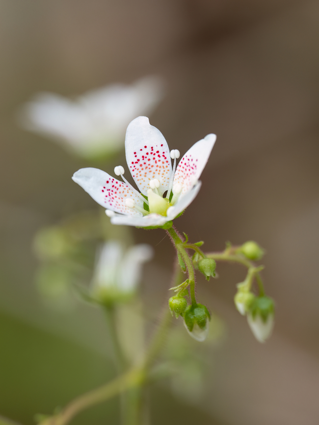 Round-leaved saxifrage - Saxifraga rotundifolia <figure class="photo"><a href="https://www.jungledragon.com/image/149337/round-leaved_saxifrage_-_saxifraga_rotundifolia.html" title="Round-leaved saxifrage - Saxifraga rotundifolia"><img src="https://s3.amazonaws.com/media.jungledragon.com/images/1332/149337_thumb.jpg?AWSAccessKeyId=05GMT0V3GWVNE7GGM1R2&Expires=1767225610&Signature=oHsi5K7zHHHLGub%2FE%2Bhm4pJa6vg%3D" width="200" height="150" alt="Round-leaved saxifrage - Saxifraga rotundifolia https://www.jungledragon.com/image/149336/round-leaved_saxifrage_-_saxifraga_rotundifolia.html<br />
https://www.jungledragon.com/image/149338/round-leaved_saxifrage_-_saxifraga_rotundifolia.html<br />
https://www.jungledragon.com/image/149339/round-leaved_saxifrage_-_saxifraga_rotundifolia.html Bulgaria,Eudicot,Europe,Flowering Plant,Geotagged,Magnoliophyta,Plantae,Round-leaved saxifrage,Saxifraga rotundifolia,Saxifragaceae,Saxifragales,South-eastern Bulgaria,Spring,Wildlife" /></a></figure><br />
<figure class="photo"><a href="https://www.jungledragon.com/image/149338/round-leaved_saxifrage_-_saxifraga_rotundifolia.html" title="Round-leaved saxifrage - Saxifraga rotundifolia"><img src="https://s3.amazonaws.com/media.jungledragon.com/images/1332/149338_thumb.jpg?AWSAccessKeyId=05GMT0V3GWVNE7GGM1R2&Expires=1767225610&Signature=ah%2FQNL16mbDdGxvfciq0SSEGd00%3D" width="116" height="152" alt="Round-leaved saxifrage - Saxifraga rotundifolia https://www.jungledragon.com/image/149336/round-leaved_saxifrage_-_saxifraga_rotundifolia.html<br />
https://www.jungledragon.com/image/149337/round-leaved_saxifrage_-_saxifraga_rotundifolia.html<br />
https://www.jungledragon.com/image/149339/round-leaved_saxifrage_-_saxifraga_rotundifolia.html Bulgaria,Eudicot,Europe,Flowering Plant,Geotagged,Magnoliophyta,Plantae,Round-leaved saxifrage,Saxifraga rotundifolia,Saxifragaceae,Saxifragales,South-eastern Bulgaria,Spring,Wildlife" /></a></figure><br />
<figure class="photo"><a href="https://www.jungledragon.com/image/149339/round-leaved_saxifrage_-_saxifraga_rotundifolia.html" title="Round-leaved saxifrage - Saxifraga rotundifolia"><img src="https://s3.amazonaws.com/media.jungledragon.com/images/1332/149339_thumb.jpg?AWSAccessKeyId=05GMT0V3GWVNE7GGM1R2&Expires=1767225610&Signature=Yixt0jd7CxMV9lH5U6EJ64SG8hg%3D" width="116" height="152" alt="Round-leaved saxifrage - Saxifraga rotundifolia https://www.jungledragon.com/image/149336/round-leaved_saxifrage_-_saxifraga_rotundifolia.html<br />
https://www.jungledragon.com/image/149337/round-leaved_saxifrage_-_saxifraga_rotundifolia.html<br />
https://www.jungledragon.com/image/149338/round-leaved_saxifrage_-_saxifraga_rotundifolia.html Bulgaria,Eudicot,Europe,Flowering Plant,Geotagged,Magnoliophyta,Plantae,Round-leaved saxifrage,Saxifraga rotundifolia,Saxifragaceae,Saxifragales,South-eastern Bulgaria,Spring,Wildlife" /></a></figure> Bulgaria,Eudicot,Europe,Flowering Plant,Geotagged,Magnoliophyta,Plantae,Round-leaved saxifrage,Saxifraga rotundifolia,Saxifragaceae,Saxifragales,South-eastern Bulgaria,Spring,Wildlife