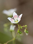 Round-leaved saxifrage - Saxifraga rotundifolia https://www.jungledragon.com/image/149337/round-leaved_saxifrage_-_saxifraga_rotundifolia.html<br />
https://www.jungledragon.com/image/149338/round-leaved_saxifrage_-_saxifraga_rotundifolia.html<br />
https://www.jungledragon.com/image/149339/round-leaved_saxifrage_-_saxifraga_rotundifolia.html Bulgaria,Eudicot,Europe,Flowering Plant,Geotagged,Magnoliophyta,Plantae,Round-leaved saxifrage,Saxifraga rotundifolia,Saxifragaceae,Saxifragales,South-eastern Bulgaria,Spring,Wildlife