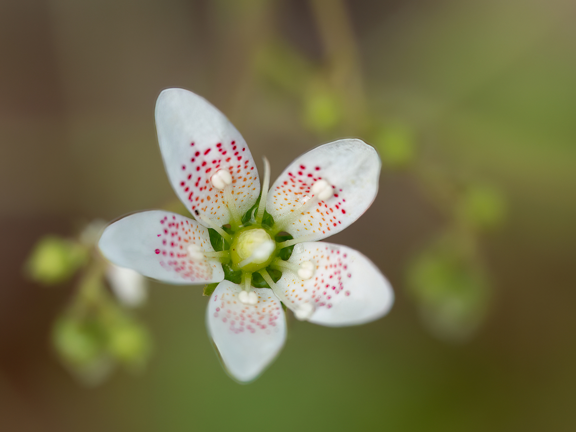 Round-leaved saxifrage - Saxifraga rotundifolia <figure class="photo"><a href="https://www.jungledragon.com/image/149336/round-leaved_saxifrage_-_saxifraga_rotundifolia.html" title="Round-leaved saxifrage - Saxifraga rotundifolia"><img src="https://s3.amazonaws.com/media.jungledragon.com/images/1332/149336_thumb.jpg?AWSAccessKeyId=05GMT0V3GWVNE7GGM1R2&Expires=1759968010&Signature=3dDJCLllH9Q53SYduXKyy3PDikM%3D" width="116" height="152" alt="Round-leaved saxifrage - Saxifraga rotundifolia https://www.jungledragon.com/image/149337/round-leaved_saxifrage_-_saxifraga_rotundifolia.html<br />
https://www.jungledragon.com/image/149338/round-leaved_saxifrage_-_saxifraga_rotundifolia.html<br />
https://www.jungledragon.com/image/149339/round-leaved_saxifrage_-_saxifraga_rotundifolia.html Bulgaria,Eudicot,Europe,Flowering Plant,Geotagged,Magnoliophyta,Plantae,Round-leaved saxifrage,Saxifraga rotundifolia,Saxifragaceae,Saxifragales,South-eastern Bulgaria,Spring,Wildlife" /></a></figure><br />
<figure class="photo"><a href="https://www.jungledragon.com/image/149338/round-leaved_saxifrage_-_saxifraga_rotundifolia.html" title="Round-leaved saxifrage - Saxifraga rotundifolia"><img src="https://s3.amazonaws.com/media.jungledragon.com/images/1332/149338_thumb.jpg?AWSAccessKeyId=05GMT0V3GWVNE7GGM1R2&Expires=1759968010&Signature=UY3ByW0pTajZNVZ7D4k4XpUHeCs%3D" width="116" height="152" alt="Round-leaved saxifrage - Saxifraga rotundifolia https://www.jungledragon.com/image/149336/round-leaved_saxifrage_-_saxifraga_rotundifolia.html<br />
https://www.jungledragon.com/image/149337/round-leaved_saxifrage_-_saxifraga_rotundifolia.html<br />
https://www.jungledragon.com/image/149339/round-leaved_saxifrage_-_saxifraga_rotundifolia.html Bulgaria,Eudicot,Europe,Flowering Plant,Geotagged,Magnoliophyta,Plantae,Round-leaved saxifrage,Saxifraga rotundifolia,Saxifragaceae,Saxifragales,South-eastern Bulgaria,Spring,Wildlife" /></a></figure><br />
<figure class="photo"><a href="https://www.jungledragon.com/image/149339/round-leaved_saxifrage_-_saxifraga_rotundifolia.html" title="Round-leaved saxifrage - Saxifraga rotundifolia"><img src="https://s3.amazonaws.com/media.jungledragon.com/images/1332/149339_thumb.jpg?AWSAccessKeyId=05GMT0V3GWVNE7GGM1R2&Expires=1759968010&Signature=dYCG3GIS%2BEF34IS7X39j5tSOysU%3D" width="116" height="152" alt="Round-leaved saxifrage - Saxifraga rotundifolia https://www.jungledragon.com/image/149336/round-leaved_saxifrage_-_saxifraga_rotundifolia.html<br />
https://www.jungledragon.com/image/149337/round-leaved_saxifrage_-_saxifraga_rotundifolia.html<br />
https://www.jungledragon.com/image/149338/round-leaved_saxifrage_-_saxifraga_rotundifolia.html Bulgaria,Eudicot,Europe,Flowering Plant,Geotagged,Magnoliophyta,Plantae,Round-leaved saxifrage,Saxifraga rotundifolia,Saxifragaceae,Saxifragales,South-eastern Bulgaria,Spring,Wildlife" /></a></figure> Bulgaria,Eudicot,Europe,Flowering Plant,Geotagged,Magnoliophyta,Plantae,Round-leaved saxifrage,Saxifraga rotundifolia,Saxifragaceae,Saxifragales,South-eastern Bulgaria,Spring,Wildlife