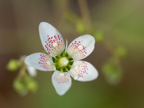 Round-leaved saxifrage - Saxifraga rotundifolia https://www.jungledragon.com/image/149336/round-leaved_saxifrage_-_saxifraga_rotundifolia.html
https://www.jungledragon.com/image/149338/round-leaved_saxifrage_-_saxifraga_rotundifolia.html
https://www.jungledragon.com/image/149339/round-leaved_saxifrage_-_saxifraga_rotundifolia.html Bulgaria,Eudicot,Europe,Flowering Plant,Geotagged,Magnoliophyta,Plantae,Round-leaved saxifrage,Saxifraga rotundifolia,Saxifragaceae,Saxifragales,South-eastern Bulgaria,Spring,Wildlife