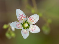 Round-leaved saxifrage - Saxifraga rotundifolia https://www.jungledragon.com/image/149336/round-leaved_saxifrage_-_saxifraga_rotundifolia.html<br />
https://www.jungledragon.com/image/149338/round-leaved_saxifrage_-_saxifraga_rotundifolia.html<br />
https://www.jungledragon.com/image/149339/round-leaved_saxifrage_-_saxifraga_rotundifolia.html Bulgaria,Eudicot,Europe,Flowering Plant,Geotagged,Magnoliophyta,Plantae,Round-leaved saxifrage,Saxifraga rotundifolia,Saxifragaceae,Saxifragales,South-eastern Bulgaria,Spring,Wildlife
