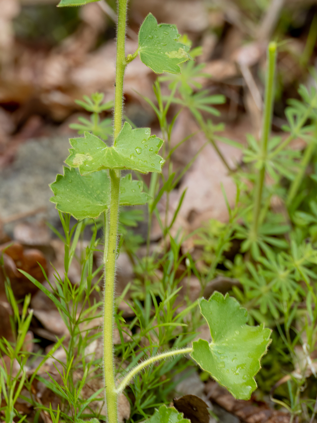 Round-leaved saxifrage - Saxifraga rotundifolia <figure class="photo"><a href="https://www.jungledragon.com/image/149336/round-leaved_saxifrage_-_saxifraga_rotundifolia.html" title="Round-leaved saxifrage - Saxifraga rotundifolia"><img src="https://s3.amazonaws.com/media.jungledragon.com/images/1332/149336_thumb.jpg?AWSAccessKeyId=05GMT0V3GWVNE7GGM1R2&Expires=1767225610&Signature=yQZ%2BFB%2BlJPDRPsb7Wz6e3oZaX6U%3D" width="116" height="152" alt="Round-leaved saxifrage - Saxifraga rotundifolia https://www.jungledragon.com/image/149337/round-leaved_saxifrage_-_saxifraga_rotundifolia.html<br />
https://www.jungledragon.com/image/149338/round-leaved_saxifrage_-_saxifraga_rotundifolia.html<br />
https://www.jungledragon.com/image/149339/round-leaved_saxifrage_-_saxifraga_rotundifolia.html Bulgaria,Eudicot,Europe,Flowering Plant,Geotagged,Magnoliophyta,Plantae,Round-leaved saxifrage,Saxifraga rotundifolia,Saxifragaceae,Saxifragales,South-eastern Bulgaria,Spring,Wildlife" /></a></figure><br />
<figure class="photo"><a href="https://www.jungledragon.com/image/149337/round-leaved_saxifrage_-_saxifraga_rotundifolia.html" title="Round-leaved saxifrage - Saxifraga rotundifolia"><img src="https://s3.amazonaws.com/media.jungledragon.com/images/1332/149337_thumb.jpg?AWSAccessKeyId=05GMT0V3GWVNE7GGM1R2&Expires=1767225610&Signature=oHsi5K7zHHHLGub%2FE%2Bhm4pJa6vg%3D" width="200" height="150" alt="Round-leaved saxifrage - Saxifraga rotundifolia https://www.jungledragon.com/image/149336/round-leaved_saxifrage_-_saxifraga_rotundifolia.html<br />
https://www.jungledragon.com/image/149338/round-leaved_saxifrage_-_saxifraga_rotundifolia.html<br />
https://www.jungledragon.com/image/149339/round-leaved_saxifrage_-_saxifraga_rotundifolia.html Bulgaria,Eudicot,Europe,Flowering Plant,Geotagged,Magnoliophyta,Plantae,Round-leaved saxifrage,Saxifraga rotundifolia,Saxifragaceae,Saxifragales,South-eastern Bulgaria,Spring,Wildlife" /></a></figure><br />
<figure class="photo"><a href="https://www.jungledragon.com/image/149339/round-leaved_saxifrage_-_saxifraga_rotundifolia.html" title="Round-leaved saxifrage - Saxifraga rotundifolia"><img src="https://s3.amazonaws.com/media.jungledragon.com/images/1332/149339_thumb.jpg?AWSAccessKeyId=05GMT0V3GWVNE7GGM1R2&Expires=1767225610&Signature=Yixt0jd7CxMV9lH5U6EJ64SG8hg%3D" width="116" height="152" alt="Round-leaved saxifrage - Saxifraga rotundifolia https://www.jungledragon.com/image/149336/round-leaved_saxifrage_-_saxifraga_rotundifolia.html<br />
https://www.jungledragon.com/image/149337/round-leaved_saxifrage_-_saxifraga_rotundifolia.html<br />
https://www.jungledragon.com/image/149338/round-leaved_saxifrage_-_saxifraga_rotundifolia.html Bulgaria,Eudicot,Europe,Flowering Plant,Geotagged,Magnoliophyta,Plantae,Round-leaved saxifrage,Saxifraga rotundifolia,Saxifragaceae,Saxifragales,South-eastern Bulgaria,Spring,Wildlife" /></a></figure> Bulgaria,Eudicot,Europe,Flowering Plant,Geotagged,Magnoliophyta,Plantae,Round-leaved saxifrage,Saxifraga rotundifolia,Saxifragaceae,Saxifragales,South-eastern Bulgaria,Spring,Wildlife