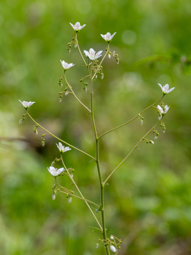Round-leaved saxifrage - Saxifraga rotundifolia <figure class="photo"><a href="https://www.jungledragon.com/image/149336/round-leaved_saxifrage_-_saxifraga_rotundifolia.html" title="Round-leaved saxifrage - Saxifraga rotundifolia"><img src="https://s3.amazonaws.com/media.jungledragon.com/images/1332/149336_thumb.jpg?AWSAccessKeyId=05GMT0V3GWVNE7GGM1R2&Expires=1769040010&Signature=bhwlFQqwbxEGxNmjRktzbbkckVQ%3D" width="116" height="152" alt="Round-leaved saxifrage - Saxifraga rotundifolia https://www.jungledragon.com/image/149337/round-leaved_saxifrage_-_saxifraga_rotundifolia.html<br />
https://www.jungledragon.com/image/149338/round-leaved_saxifrage_-_saxifraga_rotundifolia.html<br />
https://www.jungledragon.com/image/149339/round-leaved_saxifrage_-_saxifraga_rotundifolia.html Bulgaria,Eudicot,Europe,Flowering Plant,Geotagged,Magnoliophyta,Plantae,Round-leaved saxifrage,Saxifraga rotundifolia,Saxifragaceae,Saxifragales,South-eastern Bulgaria,Spring,Wildlife" /></a></figure><br />
<figure class="photo"><a href="https://www.jungledragon.com/image/149337/round-leaved_saxifrage_-_saxifraga_rotundifolia.html" title="Round-leaved saxifrage - Saxifraga rotundifolia"><img src="https://s3.amazonaws.com/media.jungledragon.com/images/1332/149337_thumb.jpg?AWSAccessKeyId=05GMT0V3GWVNE7GGM1R2&Expires=1769040010&Signature=itEB0fLRQJMSYCvhPHCwfW5hYhA%3D" width="200" height="150" alt="Round-leaved saxifrage - Saxifraga rotundifolia https://www.jungledragon.com/image/149336/round-leaved_saxifrage_-_saxifraga_rotundifolia.html<br />
https://www.jungledragon.com/image/149338/round-leaved_saxifrage_-_saxifraga_rotundifolia.html<br />
https://www.jungledragon.com/image/149339/round-leaved_saxifrage_-_saxifraga_rotundifolia.html Bulgaria,Eudicot,Europe,Flowering Plant,Geotagged,Magnoliophyta,Plantae,Round-leaved saxifrage,Saxifraga rotundifolia,Saxifragaceae,Saxifragales,South-eastern Bulgaria,Spring,Wildlife" /></a></figure><br />
<figure class="photo"><a href="https://www.jungledragon.com/image/149338/round-leaved_saxifrage_-_saxifraga_rotundifolia.html" title="Round-leaved saxifrage - Saxifraga rotundifolia"><img src="https://s3.amazonaws.com/media.jungledragon.com/images/1332/149338_thumb.jpg?AWSAccessKeyId=05GMT0V3GWVNE7GGM1R2&Expires=1769040010&Signature=6Cqs7qpwkxwYZHNo7HFGYpas%2F4o%3D" width="116" height="152" alt="Round-leaved saxifrage - Saxifraga rotundifolia https://www.jungledragon.com/image/149336/round-leaved_saxifrage_-_saxifraga_rotundifolia.html<br />
https://www.jungledragon.com/image/149337/round-leaved_saxifrage_-_saxifraga_rotundifolia.html<br />
https://www.jungledragon.com/image/149339/round-leaved_saxifrage_-_saxifraga_rotundifolia.html Bulgaria,Eudicot,Europe,Flowering Plant,Geotagged,Magnoliophyta,Plantae,Round-leaved saxifrage,Saxifraga rotundifolia,Saxifragaceae,Saxifragales,South-eastern Bulgaria,Spring,Wildlife" /></a></figure> Bulgaria,Eudicot,Europe,Flowering Plant,Geotagged,Magnoliophyta,Plantae,Round-leaved saxifrage,Saxifraga rotundifolia,Saxifragaceae,Saxifragales,South-eastern Bulgaria,Spring,Wildlife