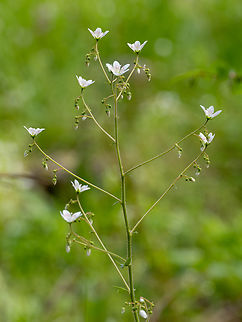 Round-leaved saxifrage - Saxifraga rotundifolia https://www.jungledragon.com/image/149336/round-leaved_saxifrage_-_saxifraga_rotundifolia.html
https://www.jungledragon.com/image/149337/round-leaved_saxifrage_-_saxifraga_rotundifolia.html
https://www.jungledragon.com/image/149338/round-leaved_saxifrage_-_saxifraga_rotundifolia.html Bulgaria,Eudicot,Europe,Flowering Plant,Geotagged,Magnoliophyta,Plantae,Round-leaved saxifrage,Saxifraga rotundifolia,Saxifragaceae,Saxifragales,South-eastern Bulgaria,Spring,Wildlife