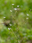 Round-leaved saxifrage - Saxifraga rotundifolia https://www.jungledragon.com/image/149336/round-leaved_saxifrage_-_saxifraga_rotundifolia.html<br />
https://www.jungledragon.com/image/149337/round-leaved_saxifrage_-_saxifraga_rotundifolia.html<br />
https://www.jungledragon.com/image/149338/round-leaved_saxifrage_-_saxifraga_rotundifolia.html Bulgaria,Eudicot,Europe,Flowering Plant,Geotagged,Magnoliophyta,Plantae,Round-leaved saxifrage,Saxifraga rotundifolia,Saxifragaceae,Saxifragales,South-eastern Bulgaria,Spring,Wildlife