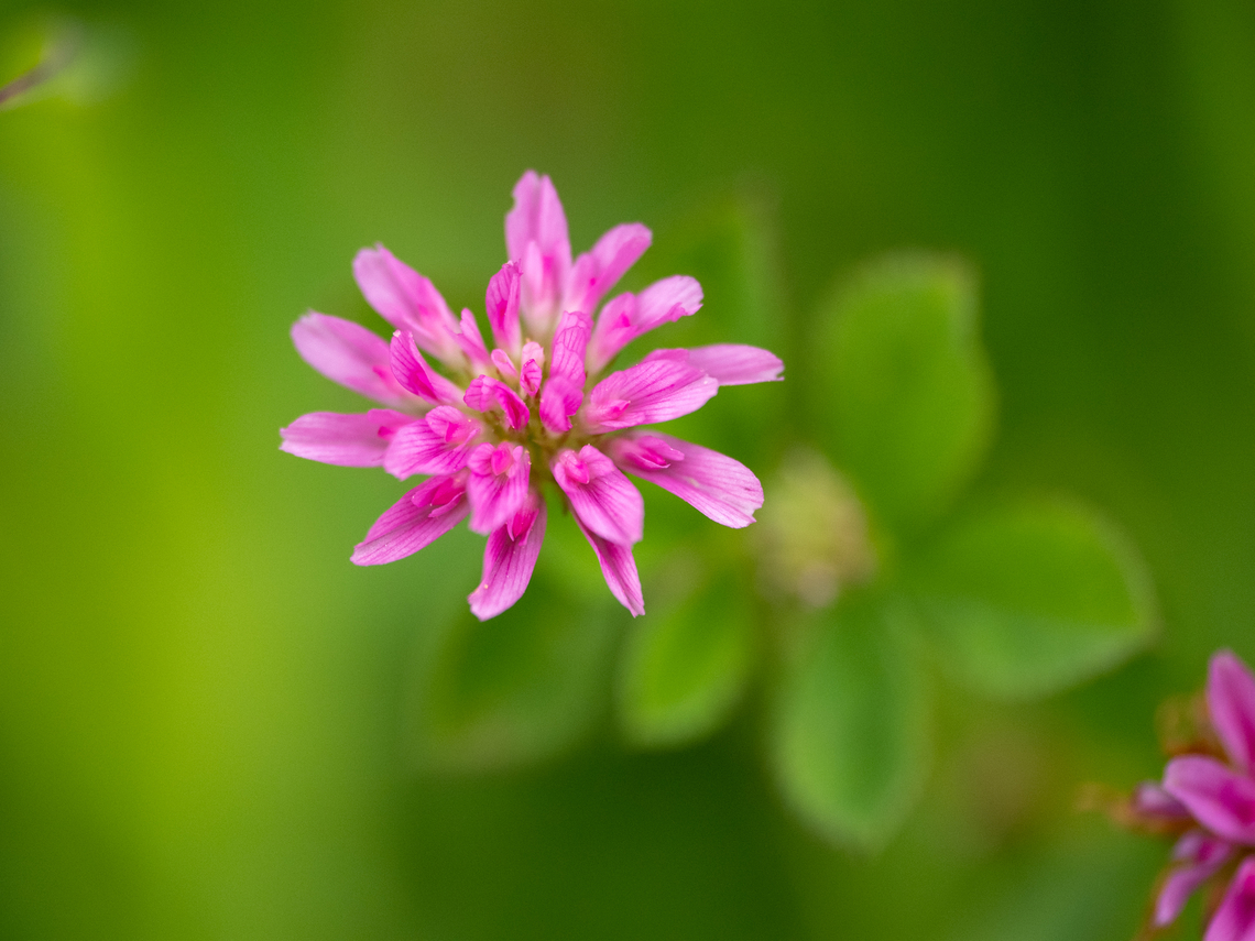 Reversed clover, Persian clover - Trifolium resupinatum <figure class="photo"><a href="https://www.jungledragon.com/image/149341/reversed_clover_persian_clover_-_trifolium_resupinatum.html" title="Reversed clover, Persian clover - Trifolium resupinatum"><img src="https://s3.amazonaws.com/media.jungledragon.com/images/1332/149341_thumb.jpg?AWSAccessKeyId=05GMT0V3GWVNE7GGM1R2&Expires=1769040010&Signature=3PhE2fuTDsuLRVsgzKglCbKqvek%3D" width="116" height="152" alt="Reversed clover, Persian clover - Trifolium resupinatum https://www.jungledragon.com/image/149340/reversed_clover_persian_clover_-_trifolium_resupinatum.html Bulgaria,Eudicot,Europe,Fabaceae,Fabales,Flowering Plant,Geotagged,Magnoliophyta,Persian clover,Plantae,Reversed clover,Rhodope mountains,Spring,Trifolium resupinatum,Wildlife" /></a></figure> Bulgaria,Eudicot,Europe,Fabaceae,Fabales,Flowering Plant,Geotagged,Magnoliophyta,Persian clover,Plantae,Reversed clover,Rhodope mountains,Spring,Trifolium resupinatum,Wildlife