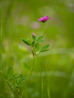 Reversed clover, Persian clover - Trifolium resupinatum https://www.jungledragon.com/image/149340/reversed_clover_persian_clover_-_trifolium_resupinatum.html Bulgaria,Eudicot,Europe,Fabaceae,Fabales,Flowering Plant,Geotagged,Magnoliophyta,Persian clover,Plantae,Reversed clover,Rhodope mountains,Spring,Trifolium resupinatum,Wildlife