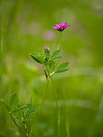 Reversed clover, Persian clover - Trifolium resupinatum https://www.jungledragon.com/image/149340/reversed_clover_persian_clover_-_trifolium_resupinatum.html Bulgaria,Eudicot,Europe,Fabaceae,Fabales,Flowering Plant,Geotagged,Magnoliophyta,Persian clover,Plantae,Reversed clover,Rhodope mountains,Spring,Trifolium resupinatum,Wildlife