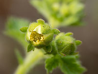 Drymocallis regisborisii https://www.jungledragon.com/image/149343/drymocallis_regisborisii.html<br />
https://www.jungledragon.com/image/149344/drymocallis_regisborisii.html<br />
https://www.jungledragon.com/image/149345/drymocallis_regisborisii.html Balkan endemic species,Bulgaria,Drymocallis regisborisii,Eudicot,Europe,Flowering Plant,Geotagged,Magnoliophyta,Plantae,Rosaceae,Rosales,South-eastern Bulgaria,Spring,Wildlife