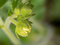 Drymocallis regisborisii https://www.jungledragon.com/image/149342/drymocallis_regisborisii.html<br />
https://www.jungledragon.com/image/149344/drymocallis_regisborisii.html<br />
https://www.jungledragon.com/image/149345/drymocallis_regisborisii.html<br />
 Balkan endemic species,Bulgaria,Drymocallis regisborisii,Eudicot,Europe,Flowering Plant,Geotagged,Magnoliophyta,Plantae,Rosaceae,Rosales,South-eastern Bulgaria,Spring,Wildlife