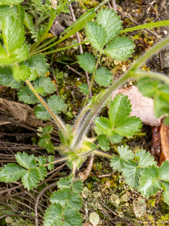 Drymocallis regisborisii <figure class="photo"><a href="https://www.jungledragon.com/image/149342/drymocallis_regisborisii.html" title="Drymocallis regisborisii"><img src="https://s3.amazonaws.com/media.jungledragon.com/images/1332/149342_thumb.jpg?AWSAccessKeyId=05GMT0V3GWVNE7GGM1R2&Expires=1769040010&Signature=d6P48iAJxj0QIlpvO8oEOMTlFPM%3D" width="200" height="150" alt="Drymocallis regisborisii https://www.jungledragon.com/image/149343/drymocallis_regisborisii.html<br />
https://www.jungledragon.com/image/149344/drymocallis_regisborisii.html<br />
https://www.jungledragon.com/image/149345/drymocallis_regisborisii.html Balkan endemic species,Bulgaria,Drymocallis regisborisii,Eudicot,Europe,Flowering Plant,Geotagged,Magnoliophyta,Plantae,Rosaceae,Rosales,South-eastern Bulgaria,Spring,Wildlife" /></a></figure><br />
<figure class="photo"><a href="https://www.jungledragon.com/image/149343/drymocallis_regisborisii.html" title="Drymocallis regisborisii"><img src="https://s3.amazonaws.com/media.jungledragon.com/images/1332/149343_thumb.jpg?AWSAccessKeyId=05GMT0V3GWVNE7GGM1R2&Expires=1769040010&Signature=znLsV7ug%2BfpVM31g8t%2B573guvqE%3D" width="200" height="150" alt="Drymocallis regisborisii https://www.jungledragon.com/image/149342/drymocallis_regisborisii.html<br />
https://www.jungledragon.com/image/149344/drymocallis_regisborisii.html<br />
https://www.jungledragon.com/image/149345/drymocallis_regisborisii.html<br />
 Balkan endemic species,Bulgaria,Drymocallis regisborisii,Eudicot,Europe,Flowering Plant,Geotagged,Magnoliophyta,Plantae,Rosaceae,Rosales,South-eastern Bulgaria,Spring,Wildlife" /></a></figure><br />
<figure class="photo"><a href="https://www.jungledragon.com/image/149344/drymocallis_regisborisii.html" title="Drymocallis regisborisii"><img src="https://s3.amazonaws.com/media.jungledragon.com/images/1332/149344_thumb.jpg?AWSAccessKeyId=05GMT0V3GWVNE7GGM1R2&Expires=1769040010&Signature=4AbaD0Sm0l%2BduohnE1crz6TSI1M%3D" width="116" height="152" alt="Drymocallis regisborisii https://www.jungledragon.com/image/149342/drymocallis_regisborisii.html<br />
https://www.jungledragon.com/image/149343/drymocallis_regisborisii.html<br />
https://www.jungledragon.com/image/149345/drymocallis_regisborisii.html Balkan endemic species,Bulgaria,Drymocallis regisborisii,Eudicot,Europe,Flowering Plant,Geotagged,Magnoliophyta,Plantae,Rosaceae,Rosales,South-eastern Bulgaria,Spring,Wildlife" /></a></figure> Balkan endemic species,Bulgaria,Drymocallis regisborisii,Eudicot,Europe,Flowering Plant,Geotagged,Magnoliophyta,Plantae,Rosaceae,Rosales,South-eastern Bulgaria,Spring,Wildlife
