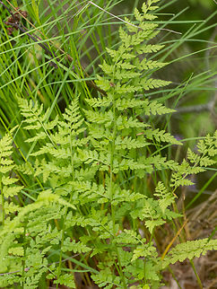 Fragile fern - Cystopteris fragilis  Bulgaria,Cystopteridaceae,Cystopteris fragilis,Europe,Fragile fern,Geotagged,Plantae,Polypodiales,Polypodiophyta,Polypodiopsida,South-eastern Bulgaria,Spring,Tracheophyta,Wildlife
