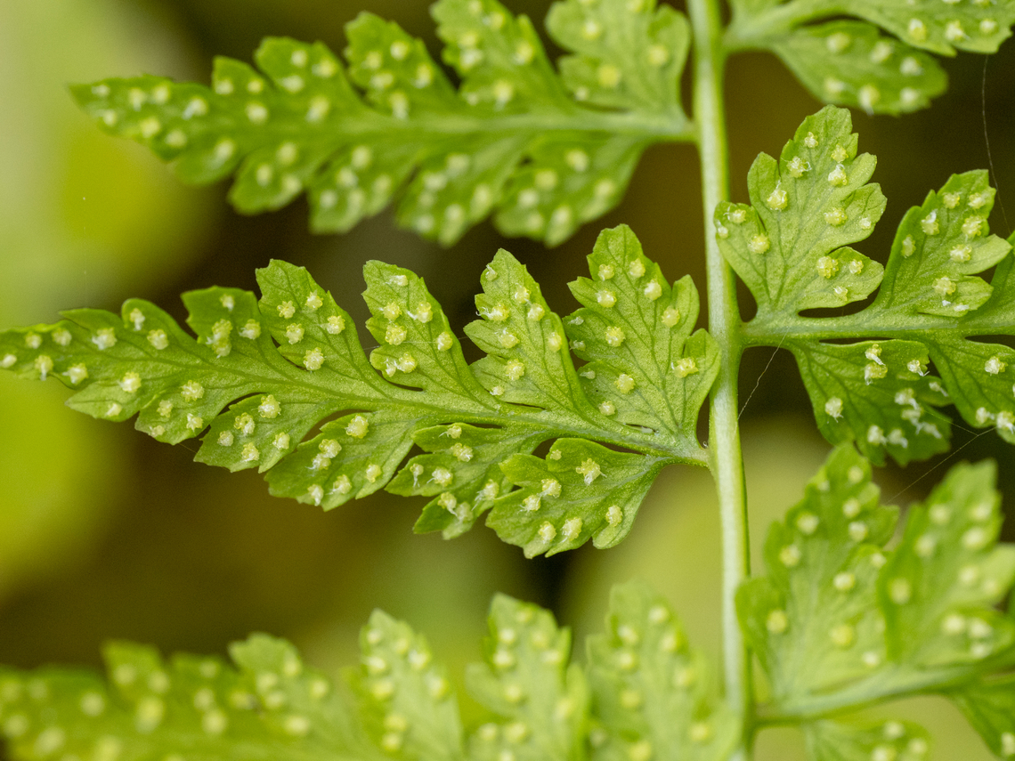 Fragile fern - Cystopteris fragilis  Bulgaria,Cystopteridaceae,Cystopteris fragilis,Europe,Fragile fern,Geotagged,Plantae,Polypodiales,Polypodiophyta,Polypodiopsida,South-eastern Bulgaria,Spring,Tracheophyta,Wildlife