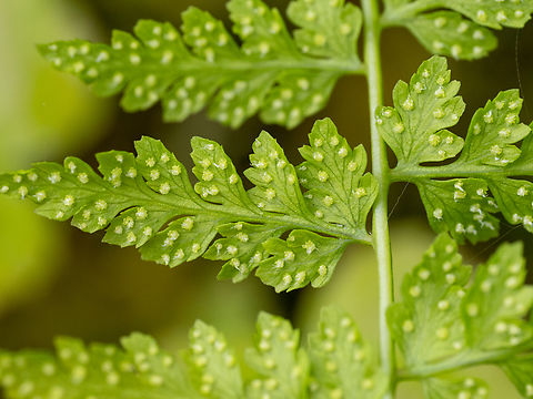 Fragile fern