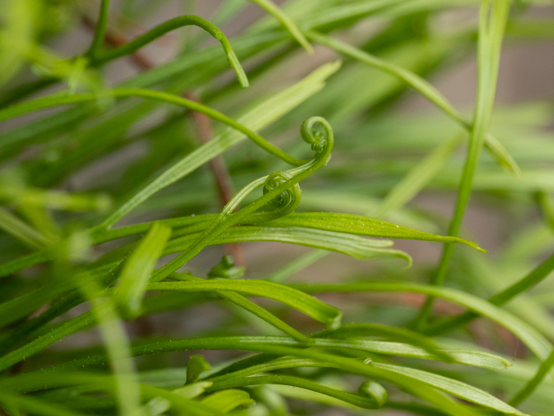 Northern spleenwort - Asplenium septentrionale <figure class="photo"><a href="https://www.jungledragon.com/image/149349/northern_spleenwort_-_asplenium_septentrionale.html" title="Northern spleenwort - Asplenium septentrionale"><img src="https://s3.amazonaws.com/media.jungledragon.com/images/1332/149349_thumb.jpg?AWSAccessKeyId=05GMT0V3GWVNE7GGM1R2&Expires=1767225610&Signature=Xk3bbk0ilqm0A3hNMMmL%2BzJrdmM%3D" width="200" height="152" alt="Northern spleenwort - Asplenium septentrionale https://www.jungledragon.com/image/149348/northern_spleenwort_-_asplenium_septentrionale.html<br />
https://www.jungledragon.com/image/149350/northern_spleenwort_-_asplenium_septentrionale.html Aspleniaceae,Asplenium septentrionale,Bulgaria,Europe,Forked spleenwort,Geotagged,Northern spleenwort,Plantae,Polypodiales,Polypodiophyta,Polypodiopsida,South-eastern Bulgaria,Spring,Tracheophyta,Wildlife" /></a></figure><br />
<figure class="photo"><a href="https://www.jungledragon.com/image/149350/northern_spleenwort_-_asplenium_septentrionale.html" title="Northern spleenwort - Asplenium septentrionale"><img src="https://s3.amazonaws.com/media.jungledragon.com/images/1332/149350_thumb.jpg?AWSAccessKeyId=05GMT0V3GWVNE7GGM1R2&Expires=1767225610&Signature=PhUIo%2BV6h4f6zLawv2O1n1ulY18%3D" width="200" height="150" alt="Northern spleenwort - Asplenium septentrionale https://www.jungledragon.com/image/149348/northern_spleenwort_-_asplenium_septentrionale.html<br />
https://www.jungledragon.com/image/149349/northern_spleenwort_-_asplenium_septentrionale.html Aspleniaceae,Asplenium septentrionale,Bulgaria,Europe,Forked spleenwort,Geotagged,Northern spleenwort,Plantae,Polypodiales,Polypodiophyta,Polypodiopsida,South-eastern Bulgaria,Spring,Tracheophyta,Wildlife" /></a></figure> Aspleniaceae,Asplenium septentrionale,Bulgaria,Europe,Forked spleenwort,Geotagged,Northern spleenwort,Plantae,Polypodiales,Polypodiophyta,Polypodiopsida,South-eastern Bulgaria,Spring,Tracheophyta,Wildlife
