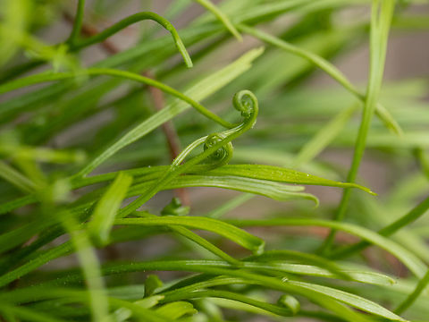 Northern spleenwort - Asplenium septentrionale https://www.jungledragon.com/image/149349/northern_spleenwort_-_asplenium_septentrionale.html
https://www.jungledragon.com/image/149350/northern_spleenwort_-_asplenium_septentrionale.html Aspleniaceae,Asplenium septentrionale,Bulgaria,Europe,Forked spleenwort,Geotagged,Northern spleenwort,Plantae,Polypodiales,Polypodiophyta,Polypodiopsida,South-eastern Bulgaria,Spring,Tracheophyta,Wildlife