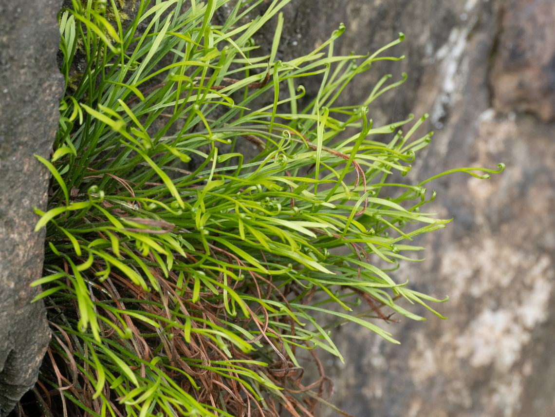 Northern spleenwort - Asplenium septentrionale <figure class="photo"><a href="https://www.jungledragon.com/image/149348/northern_spleenwort_-_asplenium_septentrionale.html" title="Northern spleenwort - Asplenium septentrionale"><img src="https://s3.amazonaws.com/media.jungledragon.com/images/1332/149348_thumb.jpg?AWSAccessKeyId=05GMT0V3GWVNE7GGM1R2&Expires=1767225610&Signature=3eWXOEMRD18oUW6bOAHdukkhHHQ%3D" width="200" height="150" alt="Northern spleenwort - Asplenium septentrionale https://www.jungledragon.com/image/149349/northern_spleenwort_-_asplenium_septentrionale.html<br />
https://www.jungledragon.com/image/149350/northern_spleenwort_-_asplenium_septentrionale.html Aspleniaceae,Asplenium septentrionale,Bulgaria,Europe,Forked spleenwort,Geotagged,Northern spleenwort,Plantae,Polypodiales,Polypodiophyta,Polypodiopsida,South-eastern Bulgaria,Spring,Tracheophyta,Wildlife" /></a></figure><br />
<figure class="photo"><a href="https://www.jungledragon.com/image/149350/northern_spleenwort_-_asplenium_septentrionale.html" title="Northern spleenwort - Asplenium septentrionale"><img src="https://s3.amazonaws.com/media.jungledragon.com/images/1332/149350_thumb.jpg?AWSAccessKeyId=05GMT0V3GWVNE7GGM1R2&Expires=1767225610&Signature=PhUIo%2BV6h4f6zLawv2O1n1ulY18%3D" width="200" height="150" alt="Northern spleenwort - Asplenium septentrionale https://www.jungledragon.com/image/149348/northern_spleenwort_-_asplenium_septentrionale.html<br />
https://www.jungledragon.com/image/149349/northern_spleenwort_-_asplenium_septentrionale.html Aspleniaceae,Asplenium septentrionale,Bulgaria,Europe,Forked spleenwort,Geotagged,Northern spleenwort,Plantae,Polypodiales,Polypodiophyta,Polypodiopsida,South-eastern Bulgaria,Spring,Tracheophyta,Wildlife" /></a></figure> Aspleniaceae,Asplenium septentrionale,Bulgaria,Europe,Forked spleenwort,Geotagged,Northern spleenwort,Plantae,Polypodiales,Polypodiophyta,Polypodiopsida,South-eastern Bulgaria,Spring,Tracheophyta,Wildlife