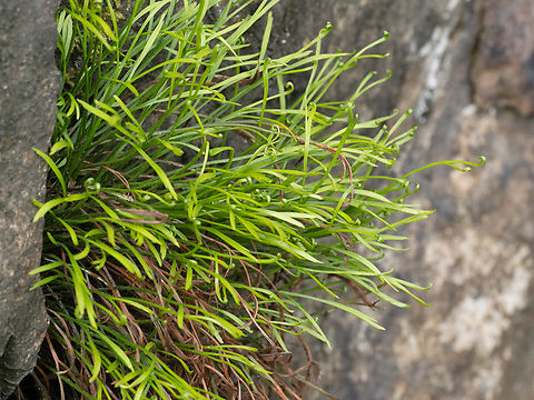 Northern spleenwort - Asplenium septentrionale https://www.jungledragon.com/image/149348/northern_spleenwort_-_asplenium_septentrionale.html
https://www.jungledragon.com/image/149350/northern_spleenwort_-_asplenium_septentrionale.html Aspleniaceae,Asplenium septentrionale,Bulgaria,Europe,Forked spleenwort,Geotagged,Northern spleenwort,Plantae,Polypodiales,Polypodiophyta,Polypodiopsida,South-eastern Bulgaria,Spring,Tracheophyta,Wildlife