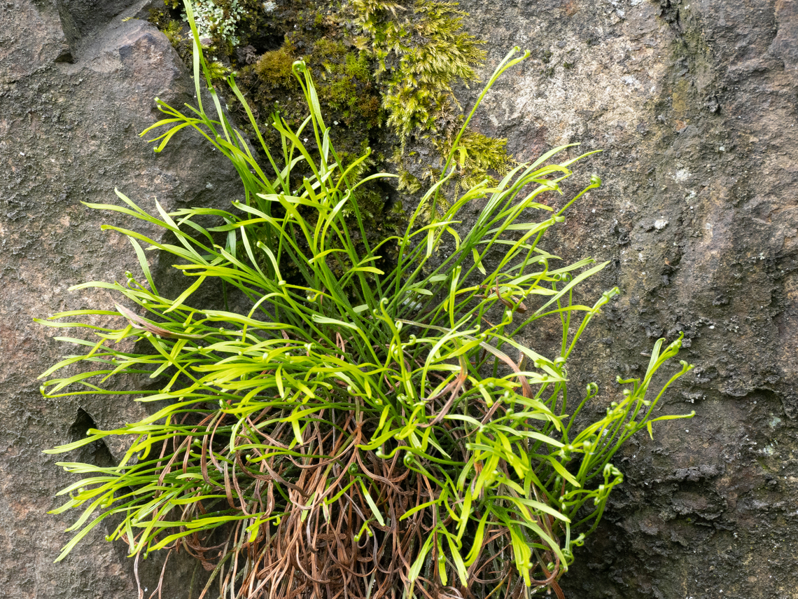 Northern spleenwort - Asplenium septentrionale <figure class="photo"><a href="https://www.jungledragon.com/image/149348/northern_spleenwort_-_asplenium_septentrionale.html" title="Northern spleenwort - Asplenium septentrionale"><img src="https://s3.amazonaws.com/media.jungledragon.com/images/1332/149348_thumb.jpg?AWSAccessKeyId=05GMT0V3GWVNE7GGM1R2&Expires=1770854410&Signature=%2BvRE5C4NevpWnRhsT30iCLae4no%3D" width="200" height="150" alt="Northern spleenwort - Asplenium septentrionale https://www.jungledragon.com/image/149349/northern_spleenwort_-_asplenium_septentrionale.html<br />
https://www.jungledragon.com/image/149350/northern_spleenwort_-_asplenium_septentrionale.html Aspleniaceae,Asplenium septentrionale,Bulgaria,Europe,Forked spleenwort,Geotagged,Northern spleenwort,Plantae,Polypodiales,Polypodiophyta,Polypodiopsida,South-eastern Bulgaria,Spring,Tracheophyta,Wildlife" /></a></figure><br />
<figure class="photo"><a href="https://www.jungledragon.com/image/149349/northern_spleenwort_-_asplenium_septentrionale.html" title="Northern spleenwort - Asplenium septentrionale"><img src="https://s3.amazonaws.com/media.jungledragon.com/images/1332/149349_thumb.jpg?AWSAccessKeyId=05GMT0V3GWVNE7GGM1R2&Expires=1770854410&Signature=uXZadAbAVExWGrws%2FNYoVjx2F3Y%3D" width="200" height="152" alt="Northern spleenwort - Asplenium septentrionale https://www.jungledragon.com/image/149348/northern_spleenwort_-_asplenium_septentrionale.html<br />
https://www.jungledragon.com/image/149350/northern_spleenwort_-_asplenium_septentrionale.html Aspleniaceae,Asplenium septentrionale,Bulgaria,Europe,Forked spleenwort,Geotagged,Northern spleenwort,Plantae,Polypodiales,Polypodiophyta,Polypodiopsida,South-eastern Bulgaria,Spring,Tracheophyta,Wildlife" /></a></figure> Aspleniaceae,Asplenium septentrionale,Bulgaria,Europe,Forked spleenwort,Geotagged,Northern spleenwort,Plantae,Polypodiales,Polypodiophyta,Polypodiopsida,South-eastern Bulgaria,Spring,Tracheophyta,Wildlife