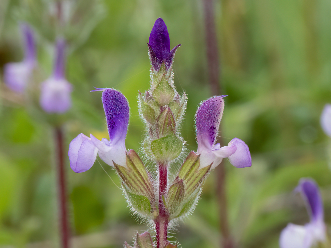 Salvia viridis <figure class="photo"><a href="https://www.jungledragon.com/image/149353/salvia_viridis.html" title="Salvia viridis"><img src="https://s3.amazonaws.com/media.jungledragon.com/images/1332/149353_thumb.jpg?AWSAccessKeyId=05GMT0V3GWVNE7GGM1R2&Expires=1763596810&Signature=1px2KZmKMfpPgENkfq8RMsaOLXs%3D" width="116" height="152" alt="Salvia viridis https://www.jungledragon.com/image/149352/salvia_viridis.html<br />
https://www.jungledragon.com/image/149354/salvia_viridis.html Bulgaria,Eudicot,Europe,Flowering Plant,Geotagged,Lamiaceae,Lamiales,Magnoliophyta,Plantae,Salvia viridis,South-eastern Bulgaria,Spring,Stargach mountain,Wildlife" /></a></figure><br />
<figure class="photo"><a href="https://www.jungledragon.com/image/149354/salvia_viridis.html" title="Salvia viridis"><img src="https://s3.amazonaws.com/media.jungledragon.com/images/1332/149354_thumb.jpg?AWSAccessKeyId=05GMT0V3GWVNE7GGM1R2&Expires=1763596810&Signature=uTOrsKljDBrGdg2789BKmsQobQs%3D" width="116" height="152" alt="Salvia viridis https://www.jungledragon.com/image/149352/salvia_viridis.html<br />
https://www.jungledragon.com/image/149353/salvia_viridis.html Bulgaria,Eudicot,Europe,Flowering Plant,Geotagged,Lamiaceae,Lamiales,Magnoliophyta,Plantae,Salvia viridis,South-eastern Bulgaria,Spring,Stargach mountain,Wildlife" /></a></figure> Bulgaria,Eudicot,Europe,Flowering Plant,Geotagged,Lamiaceae,Lamiales,Magnoliophyta,Plantae,Salvia viridis,South-eastern Bulgaria,Spring,Stargach mountain,Wildlife