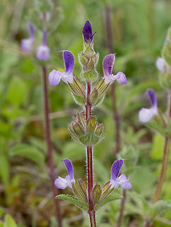 Salvia viridis https://www.jungledragon.com/image/149352/salvia_viridis.html
https://www.jungledragon.com/image/149354/salvia_viridis.html Bulgaria,Eudicot,Europe,Flowering Plant,Geotagged,Lamiaceae,Lamiales,Magnoliophyta,Plantae,Salvia viridis,South-eastern Bulgaria,Spring,Stargach mountain,Wildlife