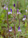 Salvia viridis https://www.jungledragon.com/image/149352/salvia_viridis.html<br />
https://www.jungledragon.com/image/149354/salvia_viridis.html Bulgaria,Eudicot,Europe,Flowering Plant,Geotagged,Lamiaceae,Lamiales,Magnoliophyta,Plantae,Salvia viridis,South-eastern Bulgaria,Spring,Stargach mountain,Wildlife