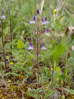 Salvia viridis https://www.jungledragon.com/image/149352/salvia_viridis.html
https://www.jungledragon.com/image/149353/salvia_viridis.html Bulgaria,Eudicot,Europe,Flowering Plant,Geotagged,Lamiaceae,Lamiales,Magnoliophyta,Plantae,Salvia viridis,South-eastern Bulgaria,Spring,Stargach mountain,Wildlife