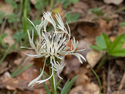 Centaurea austrobalcanicus subsp. austrobalcanicus https://www.jungledragon.com/image/149372/centaurea_austrobalcanicus_subsp._austrobalcanicus.html
https://www.jungledragon.com/image/149373/centaurea_austrobalcanicus_subsp._austrobalcanicus.html Asteraceae,Asterales,Balkan endemic species,Bulgaria,Centaurea austrobalcanicus subsp. austrobalcanicus,Eudicot,Europe,Flowering Plant,Geotagged,Magnoliophyta,Plantae,South-eastern Bulgaria,Spring,Stargach mountain,Wildlife