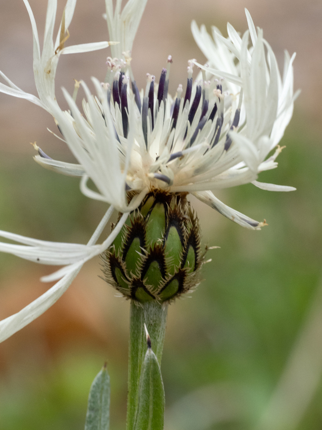 Centaurea austrobalcanicus subsp. austrobalcanicus <figure class="photo"><a href="https://www.jungledragon.com/image/149371/centaurea_austrobalcanicus_subsp._austrobalcanicus.html" title="Centaurea austrobalcanicus subsp. austrobalcanicus"><img src="https://s3.amazonaws.com/media.jungledragon.com/images/1332/149371_thumb.jpg?AWSAccessKeyId=05GMT0V3GWVNE7GGM1R2&Expires=1759968010&Signature=TROK1cmY6tllPPm0Hos2c3l4KE8%3D" width="200" height="150" alt="Centaurea austrobalcanicus subsp. austrobalcanicus https://www.jungledragon.com/image/149372/centaurea_austrobalcanicus_subsp._austrobalcanicus.html<br />
https://www.jungledragon.com/image/149373/centaurea_austrobalcanicus_subsp._austrobalcanicus.html Asteraceae,Asterales,Balkan endemic species,Bulgaria,Centaurea austrobalcanicus subsp. austrobalcanicus,Eudicot,Europe,Flowering Plant,Geotagged,Magnoliophyta,Plantae,South-eastern Bulgaria,Spring,Stargach mountain,Wildlife" /></a></figure><br />
<figure class="photo"><a href="https://www.jungledragon.com/image/149373/centaurea_austrobalcanicus_subsp._austrobalcanicus.html" title="Centaurea austrobalcanicus subsp. austrobalcanicus"><img src="https://s3.amazonaws.com/media.jungledragon.com/images/1332/149373_thumb.jpg?AWSAccessKeyId=05GMT0V3GWVNE7GGM1R2&Expires=1759968010&Signature=p%2Bks%2BUUnn8aR%2BCTPJ4EfWXjYLxc%3D" width="116" height="152" alt="Centaurea austrobalcanicus subsp. austrobalcanicus https://www.jungledragon.com/image/149371/centaurea_austrobalcanicus_subsp._austrobalcanicus.html<br />
https://www.jungledragon.com/image/149372/centaurea_austrobalcanicus_subsp._austrobalcanicus.html Asteraceae,Asterales,Balkan endemic species,Bulgaria,Centaurea austrobalcanicus subsp. austrobalcanicus,Eudicot,Europe,Flowering Plant,Geotagged,Magnoliophyta,Plantae,South-eastern Bulgaria,Spring,Stargach mountain,Wildlife" /></a></figure> Asteraceae,Asterales,Balkan endemic species,Bulgaria,Centaurea austrobalcanicus subsp. austrobalcanicus,Eudicot,Europe,Flowering Plant,Geotagged,Magnoliophyta,Plantae,South-eastern Bulgaria,Spring,Stargach mountain,Wildlife