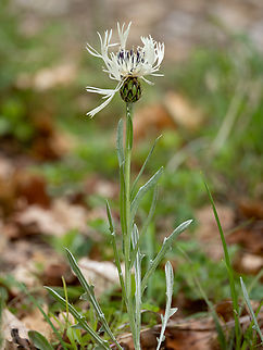 Centaurea austrobalcanicus subsp. austrobalcanicus https://www.jungledragon.com/image/149371/centaurea_austrobalcanicus_subsp._austrobalcanicus.html
https://www.jungledragon.com/image/149372/centaurea_austrobalcanicus_subsp._austrobalcanicus.html Asteraceae,Asterales,Balkan endemic species,Bulgaria,Centaurea austrobalcanicus subsp. austrobalcanicus,Eudicot,Europe,Flowering Plant,Geotagged,Magnoliophyta,Plantae,South-eastern Bulgaria,Spring,Stargach mountain,Wildlife