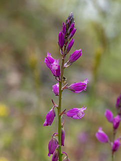 Polygala nicaeensis subsp. mediterranea https://www.jungledragon.com/image/149377/polygala_nicaeensis_subsp._mediterranea.html
https://www.jungledragon.com/image/149378/polygala_nicaeensis_subsp._mediterranea.html Bulgaria,Eudicot,Europe,Fabales,Flowering Plant,Geotagged,Magnoliophyta,Plantae,Polygala nicaeensis subsp. mediterranea,Polygalaceae,South-eastern Bulgaria,Spring,Stargach mountain,Wildlife