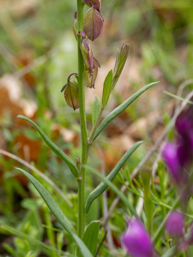 Polygala nicaeensis subsp. mediterranea <figure class="photo"><a href="https://www.jungledragon.com/image/149376/polygala_nicaeensis_subsp._mediterranea.html" title="Polygala nicaeensis subsp. mediterranea"><img src="https://s3.amazonaws.com/media.jungledragon.com/images/1332/149376_thumb.jpg?AWSAccessKeyId=05GMT0V3GWVNE7GGM1R2&Expires=1769040010&Signature=aIIIJJNo2RPTIFrdo3ssBVNoZyE%3D" width="116" height="152" alt="Polygala nicaeensis subsp. mediterranea https://www.jungledragon.com/image/149377/polygala_nicaeensis_subsp._mediterranea.html<br />
https://www.jungledragon.com/image/149378/polygala_nicaeensis_subsp._mediterranea.html Bulgaria,Eudicot,Europe,Fabales,Flowering Plant,Geotagged,Magnoliophyta,Plantae,Polygala nicaeensis subsp. mediterranea,Polygalaceae,South-eastern Bulgaria,Spring,Stargach mountain,Wildlife" /></a></figure><br />
<figure class="photo"><a href="https://www.jungledragon.com/image/149378/polygala_nicaeensis_subsp._mediterranea.html" title="Polygala nicaeensis subsp. mediterranea"><img src="https://s3.amazonaws.com/media.jungledragon.com/images/1332/149378_thumb.jpg?AWSAccessKeyId=05GMT0V3GWVNE7GGM1R2&Expires=1769040010&Signature=VnVKOhOAp%2B3RAMTCL4x3EfyQXSE%3D" width="116" height="152" alt="Polygala nicaeensis subsp. mediterranea https://www.jungledragon.com/image/149376/polygala_nicaeensis_subsp._mediterranea.html<br />
https://www.jungledragon.com/image/149377/polygala_nicaeensis_subsp._mediterranea.html Bulgaria,Eudicot,Europe,Fabales,Flowering Plant,Geotagged,Magnoliophyta,Plantae,Polygala nicaeensis subsp. mediterranea,Polygalaceae,South-eastern Bulgaria,Spring,Stargach mountain,Wildlife" /></a></figure> Bulgaria,Eudicot,Europe,Fabales,Flowering Plant,Geotagged,Magnoliophyta,Plantae,Polygala nicaeensis subsp. mediterranea,Polygalaceae,South-eastern Bulgaria,Spring,Stargach mountain,Wildlife