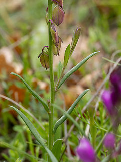 Polygala nicaeensis subsp. mediterranea https://www.jungledragon.com/image/149376/polygala_nicaeensis_subsp._mediterranea.html
https://www.jungledragon.com/image/149378/polygala_nicaeensis_subsp._mediterranea.html Bulgaria,Eudicot,Europe,Fabales,Flowering Plant,Geotagged,Magnoliophyta,Plantae,Polygala nicaeensis subsp. mediterranea,Polygalaceae,South-eastern Bulgaria,Spring,Stargach mountain,Wildlife
