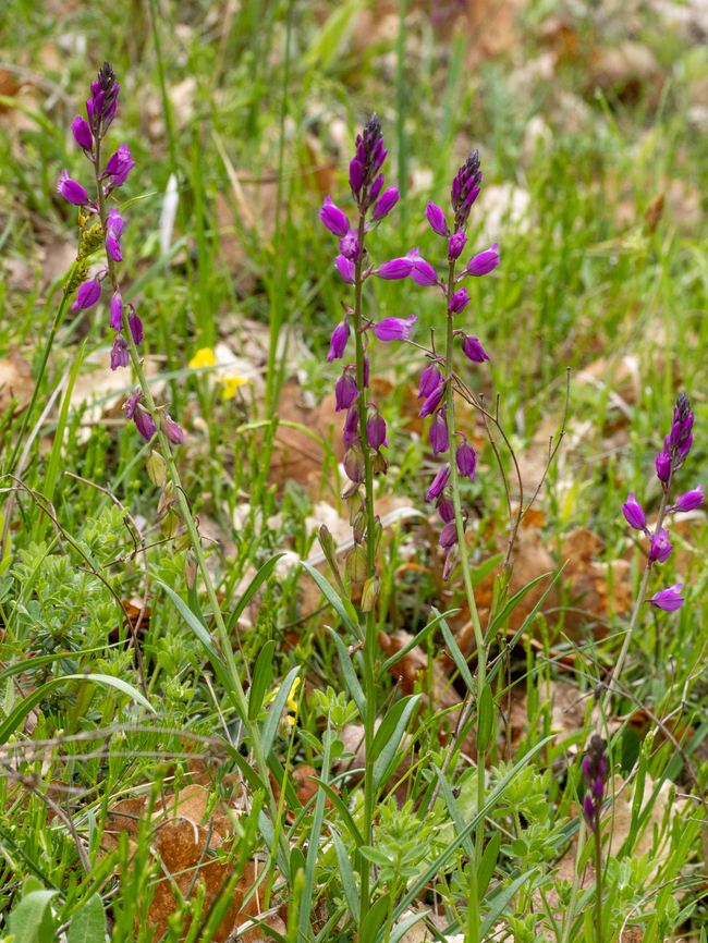 Polygala nicaeensis subsp. mediterranea <figure class="photo"><a href="https://www.jungledragon.com/image/149376/polygala_nicaeensis_subsp._mediterranea.html" title="Polygala nicaeensis subsp. mediterranea"><img src="https://s3.amazonaws.com/media.jungledragon.com/images/1332/149376_thumb.jpg?AWSAccessKeyId=05GMT0V3GWVNE7GGM1R2&Expires=1759968010&Signature=lFlvsCA6HJMv96UuH7Hd2RUqo6M%3D" width="116" height="152" alt="Polygala nicaeensis subsp. mediterranea https://www.jungledragon.com/image/149377/polygala_nicaeensis_subsp._mediterranea.html<br />
https://www.jungledragon.com/image/149378/polygala_nicaeensis_subsp._mediterranea.html Bulgaria,Eudicot,Europe,Fabales,Flowering Plant,Geotagged,Magnoliophyta,Plantae,Polygala nicaeensis subsp. mediterranea,Polygalaceae,South-eastern Bulgaria,Spring,Stargach mountain,Wildlife" /></a></figure><br />
<figure class="photo"><a href="https://www.jungledragon.com/image/149377/polygala_nicaeensis_subsp._mediterranea.html" title="Polygala nicaeensis subsp. mediterranea"><img src="https://s3.amazonaws.com/media.jungledragon.com/images/1332/149377_thumb.jpg?AWSAccessKeyId=05GMT0V3GWVNE7GGM1R2&Expires=1759968010&Signature=OGr7dbwRQQRmKkZdXUZUyI%2FwE0c%3D" width="116" height="152" alt="Polygala nicaeensis subsp. mediterranea https://www.jungledragon.com/image/149376/polygala_nicaeensis_subsp._mediterranea.html<br />
https://www.jungledragon.com/image/149378/polygala_nicaeensis_subsp._mediterranea.html Bulgaria,Eudicot,Europe,Fabales,Flowering Plant,Geotagged,Magnoliophyta,Plantae,Polygala nicaeensis subsp. mediterranea,Polygalaceae,South-eastern Bulgaria,Spring,Stargach mountain,Wildlife" /></a></figure> Bulgaria,Eudicot,Europe,Fabales,Flowering Plant,Geotagged,Magnoliophyta,Plantae,Polygala nicaeensis subsp. mediterranea,Polygalaceae,South-eastern Bulgaria,Spring,Stargach mountain,Wildlife