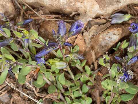 Polygala rhodopea https://www.jungledragon.com/image/149380/polygala_rhodopea.html Balkan endemic species,Bulgaria,Eudicot,Europe,Fabales,Flowering Plant,Geotagged,Magnoliophyta,Plantae,Polygala rhodopea,Polygalaceae,South-eastern Bulgaria,Spring,Stargach mountain,Wildlife