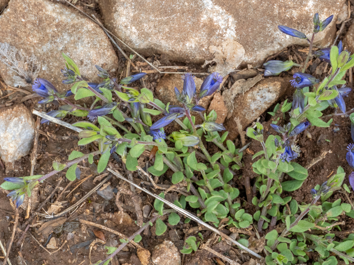 Polygala rhodopea <figure class="photo"><a href="https://www.jungledragon.com/image/149379/polygala_rhodopea.html" title="Polygala rhodopea"><img src="https://s3.amazonaws.com/media.jungledragon.com/images/1332/149379_thumb.jpg?AWSAccessKeyId=05GMT0V3GWVNE7GGM1R2&Expires=1759968010&Signature=Wty46vyxbINKUbZjQ5EPLmflksI%3D" width="200" height="150" alt="Polygala rhodopea https://www.jungledragon.com/image/149380/polygala_rhodopea.html Balkan endemic species,Bulgaria,Eudicot,Europe,Fabales,Flowering Plant,Geotagged,Magnoliophyta,Plantae,Polygala rhodopea,Polygalaceae,South-eastern Bulgaria,Spring,Stargach mountain,Wildlife" /></a></figure> Balkan endemic species,Bulgaria,Eudicot,Europe,Fabales,Flowering Plant,Geotagged,Magnoliophyta,Plantae,Polygala rhodopea,Polygalaceae,South-eastern Bulgaria,Spring,Stargach mountain,Wildlife