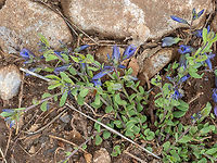 Polygala rhodopea https://www.jungledragon.com/image/149379/polygala_rhodopea.html Balkan endemic species,Bulgaria,Eudicot,Europe,Fabales,Flowering Plant,Geotagged,Magnoliophyta,Plantae,Polygala rhodopea,Polygalaceae,South-eastern Bulgaria,Spring,Stargach mountain,Wildlife