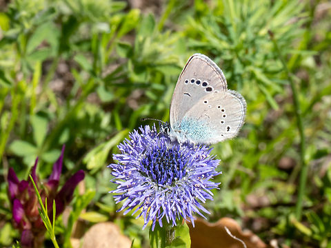 Green-underside blue - Glaucopsyche alexis  Animalia,Arthropoda,Bulgaria,Europe,Geotagged,Glaucopsyche alexis,Green-underside Blue,Green-underside blue,Insecta,Lepidoptera,Lycaenidae,Papilionoidea,South-eastern Bulgaria,Spring,Stargach mountain,Wildlife