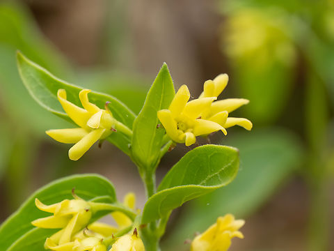 Vincetoxicum hirundinaria subsp. nivale https://www.jungledragon.com/image/149396/vincetoxicum_hirundinaria_subsp._nivale.html Apocynaceae,Balkan endemic species,Bulgaria,Eudicot,Europe,Flowering Plant,Gentianales,Geotagged,Magnoliophyta,Plantae,South-eastern Bulgaria,Spring,Stargach mountain,Vincetoxicum hirundinaria subsp. nivale,Wildlife