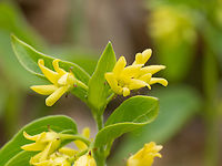 Vincetoxicum hirundinaria subsp. nivale https://www.jungledragon.com/image/149396/vincetoxicum_hirundinaria_subsp._nivale.html Apocynaceae,Balkan endemic species,Bulgaria,Eudicot,Europe,Flowering Plant,Gentianales,Geotagged,Magnoliophyta,Plantae,South-eastern Bulgaria,Spring,Stargach mountain,Vincetoxicum hirundinaria subsp. nivale,Wildlife