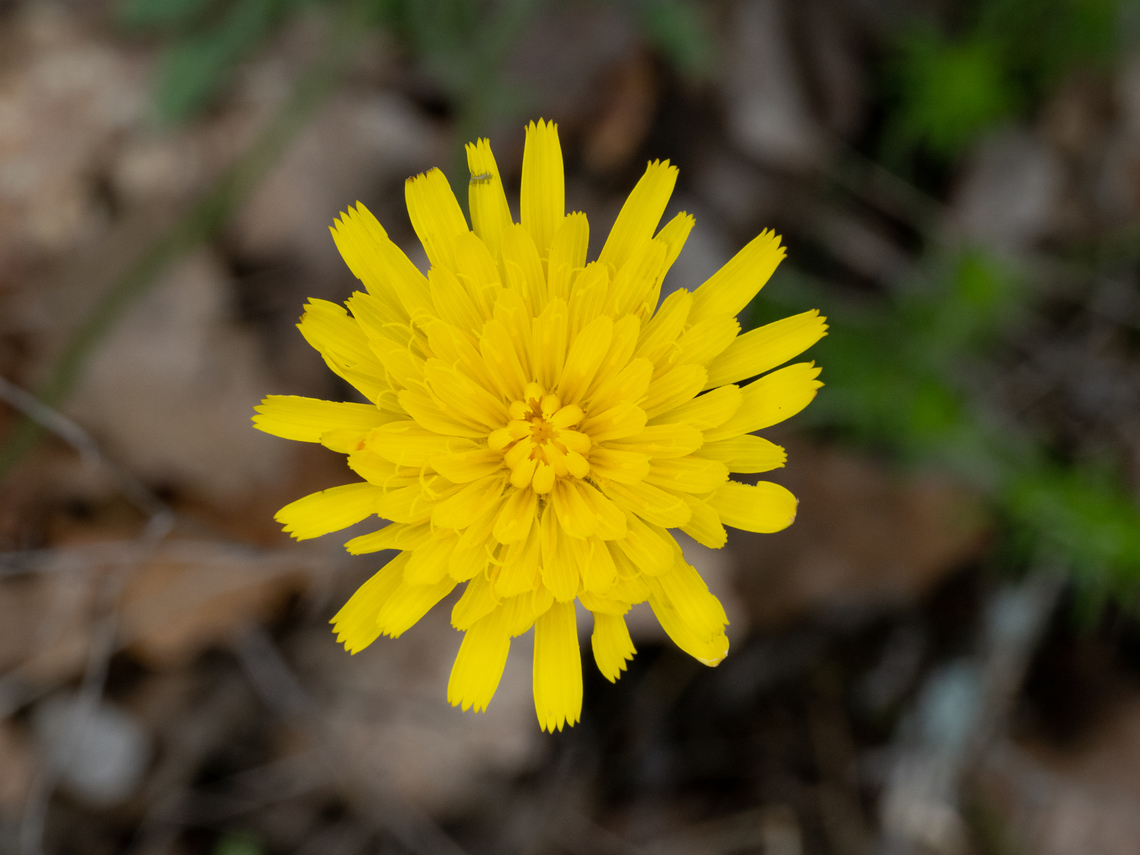 Scorzoneroides cichoriacea <figure class="photo"><a href="https://www.jungledragon.com/image/149401/scorzoneroides_cichoriacea.html" title="Scorzoneroides cichoriacea"><img src="https://s3.amazonaws.com/media.jungledragon.com/images/1332/149401_thumb.jpg?AWSAccessKeyId=05GMT0V3GWVNE7GGM1R2&Expires=1759968010&Signature=azuf6WRjOdt1KpN2eyaGnpArnKM%3D" width="116" height="152" alt="Scorzoneroides cichoriacea https://www.jungledragon.com/image/149399/scorzoneroides_cichoriacea.html<br />
https://www.jungledragon.com/image/149400/scorzoneroides_cichoriacea.html Asteraceae,Asterales,Bulgaria,Eudicot,Europe,Flowering Plant,Geotagged,Magnoliophyta,Plantae,Scorzoneroides cichoriacea,South-eastern Bulgaria,Spring,Stargach mountain,Wildlife" /></a></figure><br />
<figure class="photo"><a href="https://www.jungledragon.com/image/149400/scorzoneroides_cichoriacea.html" title="Scorzoneroides cichoriacea"><img src="https://s3.amazonaws.com/media.jungledragon.com/images/1332/149400_thumb.jpg?AWSAccessKeyId=05GMT0V3GWVNE7GGM1R2&Expires=1759968010&Signature=1fVcqyLmm5TUdktbl%2B%2FzTE7dhwc%3D" width="116" height="152" alt="Scorzoneroides cichoriacea https://www.jungledragon.com/image/149399/scorzoneroides_cichoriacea.html<br />
https://www.jungledragon.com/image/149401/scorzoneroides_cichoriacea.html Asteraceae,Asterales,Bulgaria,Eudicot,Europe,Flowering Plant,Geotagged,Magnoliophyta,Plantae,Scorzoneroides cichoriacea,South-eastern Bulgaria,Spring,Stargach mountain,Wildlife" /></a></figure> Asteraceae,Asterales,Bulgaria,Eudicot,Europe,Flowering Plant,Geotagged,Magnoliophyta,Plantae,Scorzoneroides cichoriacea,South-eastern Bulgaria,Spring,Stargach mountain,Wildlife