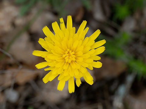 Scorzoneroides cichoriacea https://www.jungledragon.com/image/149401/scorzoneroides_cichoriacea.html
https://www.jungledragon.com/image/149400/scorzoneroides_cichoriacea.html Asteraceae,Asterales,Bulgaria,Eudicot,Europe,Flowering Plant,Geotagged,Magnoliophyta,Plantae,Scorzoneroides cichoriacea,South-eastern Bulgaria,Spring,Stargach mountain,Wildlife