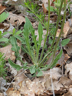 Scorzoneroides cichoriacea https://www.jungledragon.com/image/149399/scorzoneroides_cichoriacea.html
https://www.jungledragon.com/image/149401/scorzoneroides_cichoriacea.html Asteraceae,Asterales,Bulgaria,Eudicot,Europe,Flowering Plant,Geotagged,Magnoliophyta,Plantae,Scorzoneroides cichoriacea,South-eastern Bulgaria,Spring,Stargach mountain,Wildlife