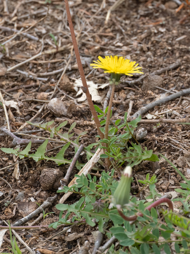 Scorzoneroides cichoriacea <figure class="photo"><a href="https://www.jungledragon.com/image/149399/scorzoneroides_cichoriacea.html" title="Scorzoneroides cichoriacea"><img src="https://s3.amazonaws.com/media.jungledragon.com/images/1332/149399_thumb.jpg?AWSAccessKeyId=05GMT0V3GWVNE7GGM1R2&Expires=1769040010&Signature=SR95FMrtwf%2FbcTVUnSoEtrne%2Fg4%3D" width="200" height="150" alt="Scorzoneroides cichoriacea https://www.jungledragon.com/image/149401/scorzoneroides_cichoriacea.html<br />
https://www.jungledragon.com/image/149400/scorzoneroides_cichoriacea.html Asteraceae,Asterales,Bulgaria,Eudicot,Europe,Flowering Plant,Geotagged,Magnoliophyta,Plantae,Scorzoneroides cichoriacea,South-eastern Bulgaria,Spring,Stargach mountain,Wildlife" /></a></figure><br />
<figure class="photo"><a href="https://www.jungledragon.com/image/149400/scorzoneroides_cichoriacea.html" title="Scorzoneroides cichoriacea"><img src="https://s3.amazonaws.com/media.jungledragon.com/images/1332/149400_thumb.jpg?AWSAccessKeyId=05GMT0V3GWVNE7GGM1R2&Expires=1769040010&Signature=fr%2B7j66vzzSnQi4tOMJ3qQ1WL60%3D" width="116" height="152" alt="Scorzoneroides cichoriacea https://www.jungledragon.com/image/149399/scorzoneroides_cichoriacea.html<br />
https://www.jungledragon.com/image/149401/scorzoneroides_cichoriacea.html Asteraceae,Asterales,Bulgaria,Eudicot,Europe,Flowering Plant,Geotagged,Magnoliophyta,Plantae,Scorzoneroides cichoriacea,South-eastern Bulgaria,Spring,Stargach mountain,Wildlife" /></a></figure> Asteraceae,Asterales,Bulgaria,Eudicot,Europe,Flowering Plant,Geotagged,Magnoliophyta,Plantae,Scorzoneroides cichoriacea,South-eastern Bulgaria,Spring,Stargach mountain,Wildlife
