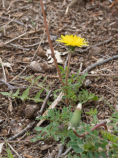 Scorzoneroides cichoriacea