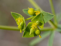 Euphorbia taurinensis https://www.jungledragon.com/image/149404/euphorbia_taurinensis.html Bulgaria,Eudicot,Euphorbia graeca,Euphorbia taurinensis,Euphorbiaceae,Europe,Flowering Plant,Geotagged,Magnoliophyta,Malpighiales,Plantae,South-eastern Bulgaria,Spring,Stargach mountain,Wildlife
