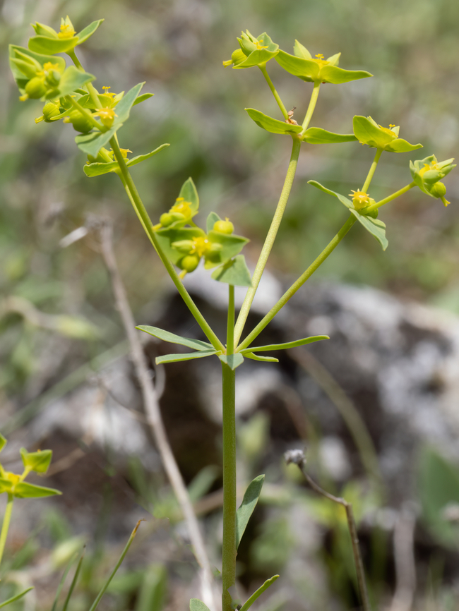 Euphorbia taurinensis <figure class="photo"><a href="https://www.jungledragon.com/image/149403/euphorbia_taurinensis.html" title="Euphorbia taurinensis"><img src="https://s3.amazonaws.com/media.jungledragon.com/images/1332/149403_thumb.jpg?AWSAccessKeyId=05GMT0V3GWVNE7GGM1R2&Expires=1759968010&Signature=NudDx6mE1Z53TkCErZkD5vB9TV4%3D" width="200" height="150" alt="Euphorbia taurinensis https://www.jungledragon.com/image/149404/euphorbia_taurinensis.html Bulgaria,Eudicot,Euphorbia graeca,Euphorbia taurinensis,Euphorbiaceae,Europe,Flowering Plant,Geotagged,Magnoliophyta,Malpighiales,Plantae,South-eastern Bulgaria,Spring,Stargach mountain,Wildlife" /></a></figure> Bulgaria,Eudicot,Euphorbia graeca,Euphorbia taurinensis,Euphorbiaceae,Europe,Flowering Plant,Geotagged,Magnoliophyta,Malpighiales,Plantae,South-eastern Bulgaria,Spring,Stargach mountain,Wildlife