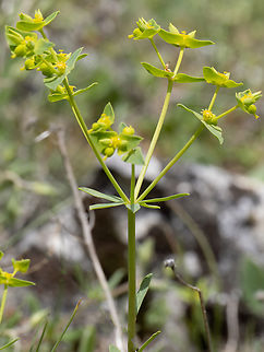 Euphorbia taurinensis https://www.jungledragon.com/image/149403/euphorbia_taurinensis.html Bulgaria,Eudicot,Euphorbia graeca,Euphorbia taurinensis,Euphorbiaceae,Europe,Flowering Plant,Geotagged,Magnoliophyta,Malpighiales,Plantae,South-eastern Bulgaria,Spring,Stargach mountain,Wildlife