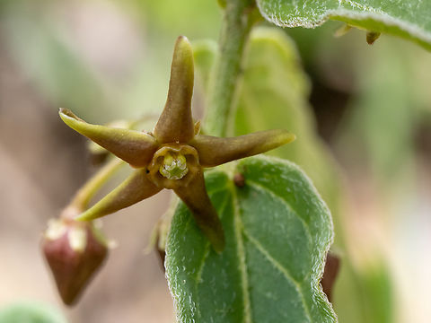 Vincetoxicum fuscatum https://www.jungledragon.com/image/149406/vincetoxicum_fuscatum.html
https://www.jungledragon.com/image/149407/vincetoxicum_fuscatum.html Apocynaceae,Bulgaria,Eudicot,Europe,Flowering Plant,Gentianales,Geotagged,Magnoliophyta,Plantae,South-eastern Bulgaria,Spring,Stargach mountain,Vincetoxicum fuscatum,Wildlife